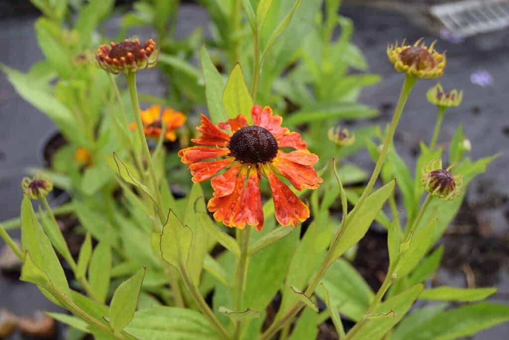 Helenium 'Waldtraut' ---